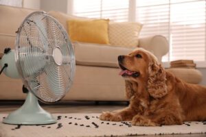 A dog sitting in front of a fan on the floor.